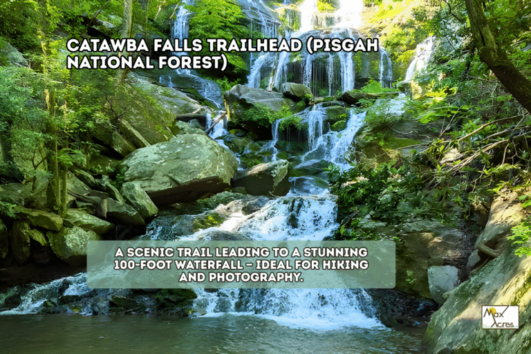 1.4 Margaret Shark _ Margaret Shark WEB (1200 x 800 px)