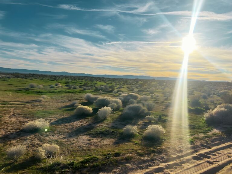 3.13 Phyllis Martinez, _ KERN CA _ drone 13