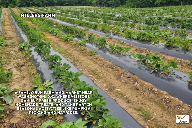 4.0 Morgan Dowe, Washington,MD _ Nearby Farm