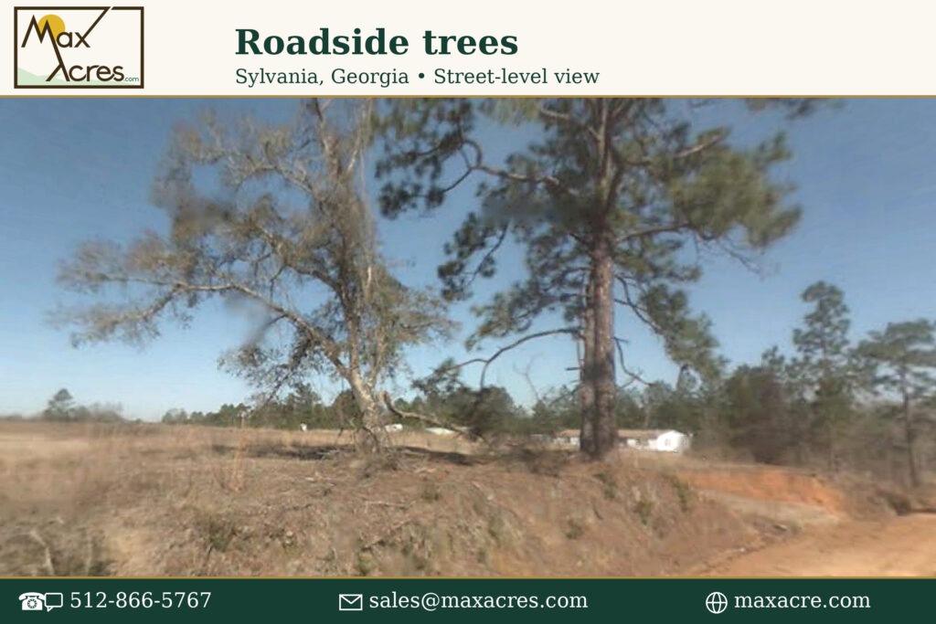 06_Roadside_Trees_2400x1600